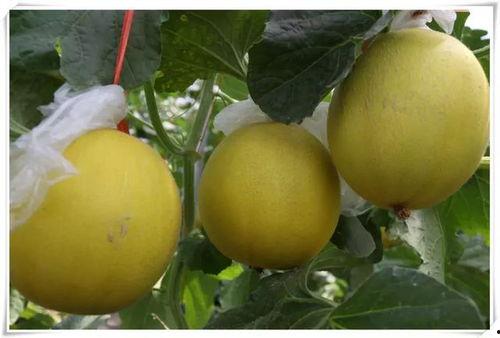 菏泽吃瓜好去处,探寻当地特色瓜果乐园