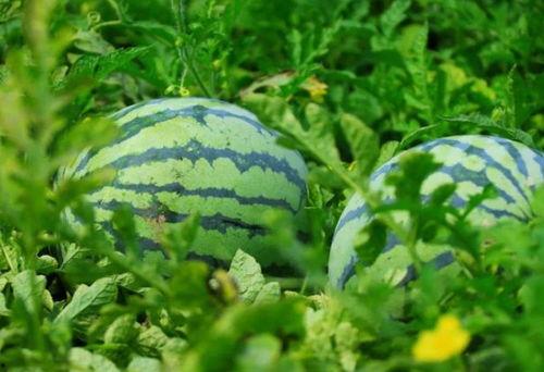 吃瓜还得吃开封西瓜的说说,开封西瓜，吃瓜还得吃这个！