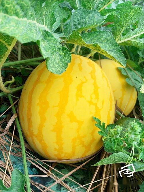 第一次吃瓜,揭秘瓜界那些事儿