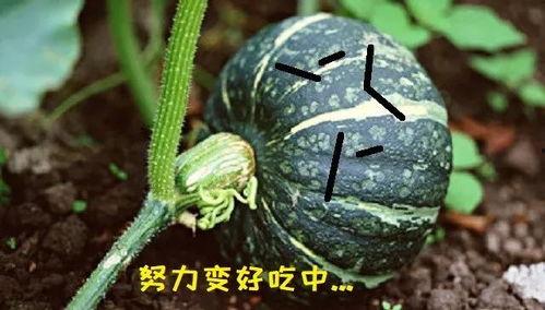 吃瓜真好吃,揭秘“吃瓜真好吃”背后的美食奥秘