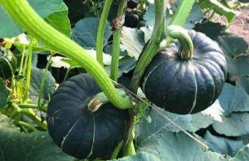 梦到摘贝贝瓜吃,探寻摘贝贝瓜的神秘之旅