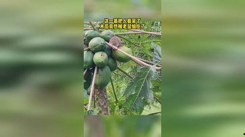 关于吃老鼠的瓜